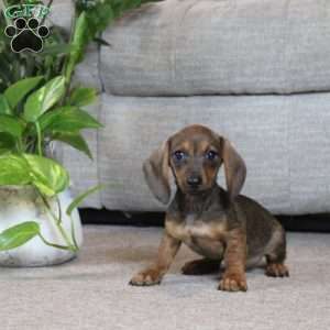 Finley, Dachshund Puppy